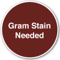 Gram stain needed