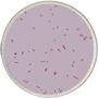 Gram Negative Bacilli