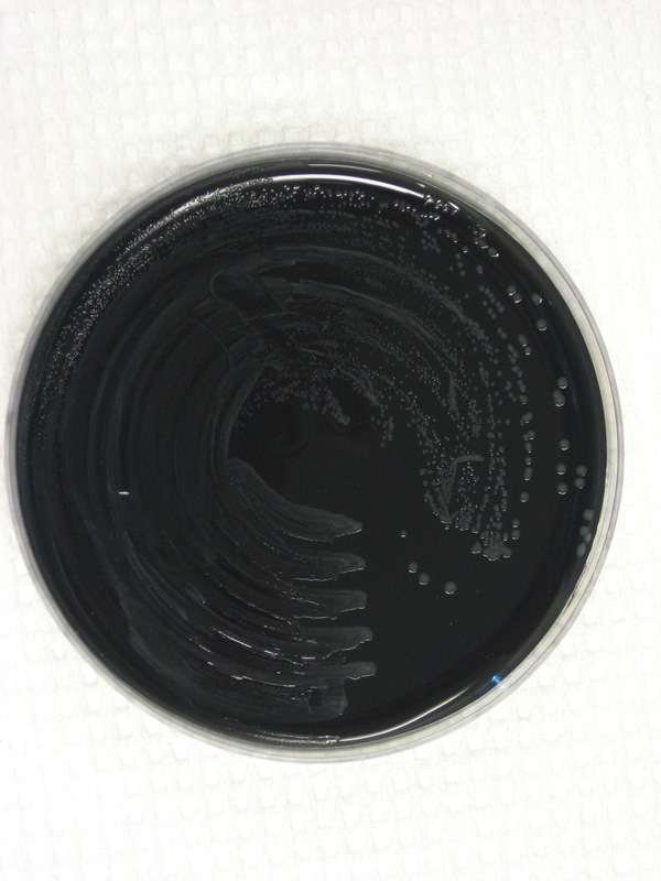 Campylobacter species - image